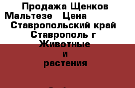 Продажа Щенков Мальтезе › Цена ­ 20 000 - Ставропольский край, Ставрополь г. Животные и растения » Собаки   . Ставропольский край,Ставрополь г.